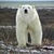 Ice bear wallpaper HD