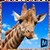 Ultimate Giraffe Simulator