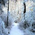 Frosty forest Wallpaper HD