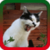 Angry Cats Ringtones