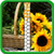 Sunflower Zipper Lock Screen Free