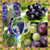 Best Grapes Photo Collage