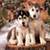 Siberian Husky Live Wallpaper Free