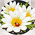 Chamomile Photo Collage