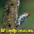 Wood Peckers