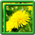 Dandelion Live Wallpapers Best