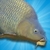 Carp Fishing Simulator alternate
