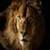 Lion Live Wallpapers Free