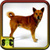 A Picture Of A Dog