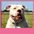 Free Dogs Live Wallpapers