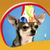 Chihuahuas Live Wallpapers
