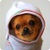 Dressed Animals Live Wallpaper