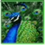 Feathery Facts About Peacocks