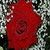 Beautiful Red Rose Live Wallpaper