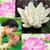 Beautiful Lotus Collage Photo Editor