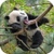Panda Live Wallpaper 3D
