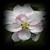 Apple Blossom Onet Classic Game