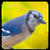 Bird Sound Song Ringtone