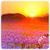 HD Sun Rise Live Wallpaper