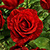 Latest Roses Live Wallpapers