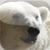 Explore the Animal Kingdom Free