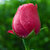 Best Beautiful Flower HD Wallpaper