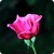 Pink Rose  Wallpaper