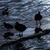 Birds on Lake Titicaca Live Wallpaper