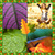 Top Leaves Photo Collage