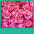 Pink Roses Live Wallpapers New