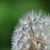 Green Dandelion Live Wallpaper