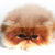 Persian Cat Wallpaper v2