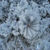 Flores Congeladas Wallpaper HD