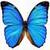 Amazing Beautiful Butterfly