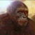 Dawn of the Planet of the Apes LWP 2