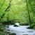 Beautiful Deep Forest Images HD Wallpaper