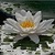 Water Lilly Live Wallpaper