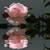 Beautiful Pink Rose Live Wallpaper free