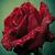 Rose HD Wallpaper Lite