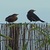 Birds on the Fence Live Wallpaper