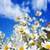 Daisy Flower Field Live Wallpaper