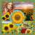 Amazing Sunflower Photo Collage