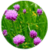 Benefits of Chives
