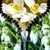 Snowdrop Zipper Lock Screen