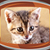 Best Kittens Live Wallpapers