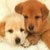 Cute Dogs HD Live