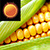 Corn Weather Clock Widget