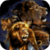 Amazing Lions Live Wallpaper