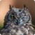 Slow Flying Owl Live WP