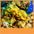 Coral Reef Live Wallpapers New